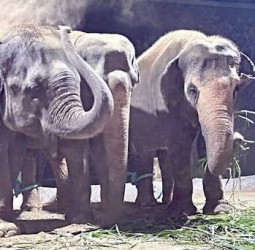 திருச்சி முகாமில் இருந்து 11 ஆண்டுகளுக்குப் பிறகு காஞ்சி திரும்பிய காமாட்சி அம்மன் கோயில் யானைகள்