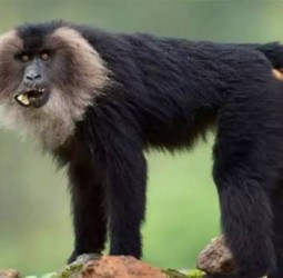 மேகமலை புலிகள் காப்பக வனப்பகுதியில் சிங்கவால் குரங்குகள் கணக்கெடுக்கும் பணி விரைவில் தொடக்கம்